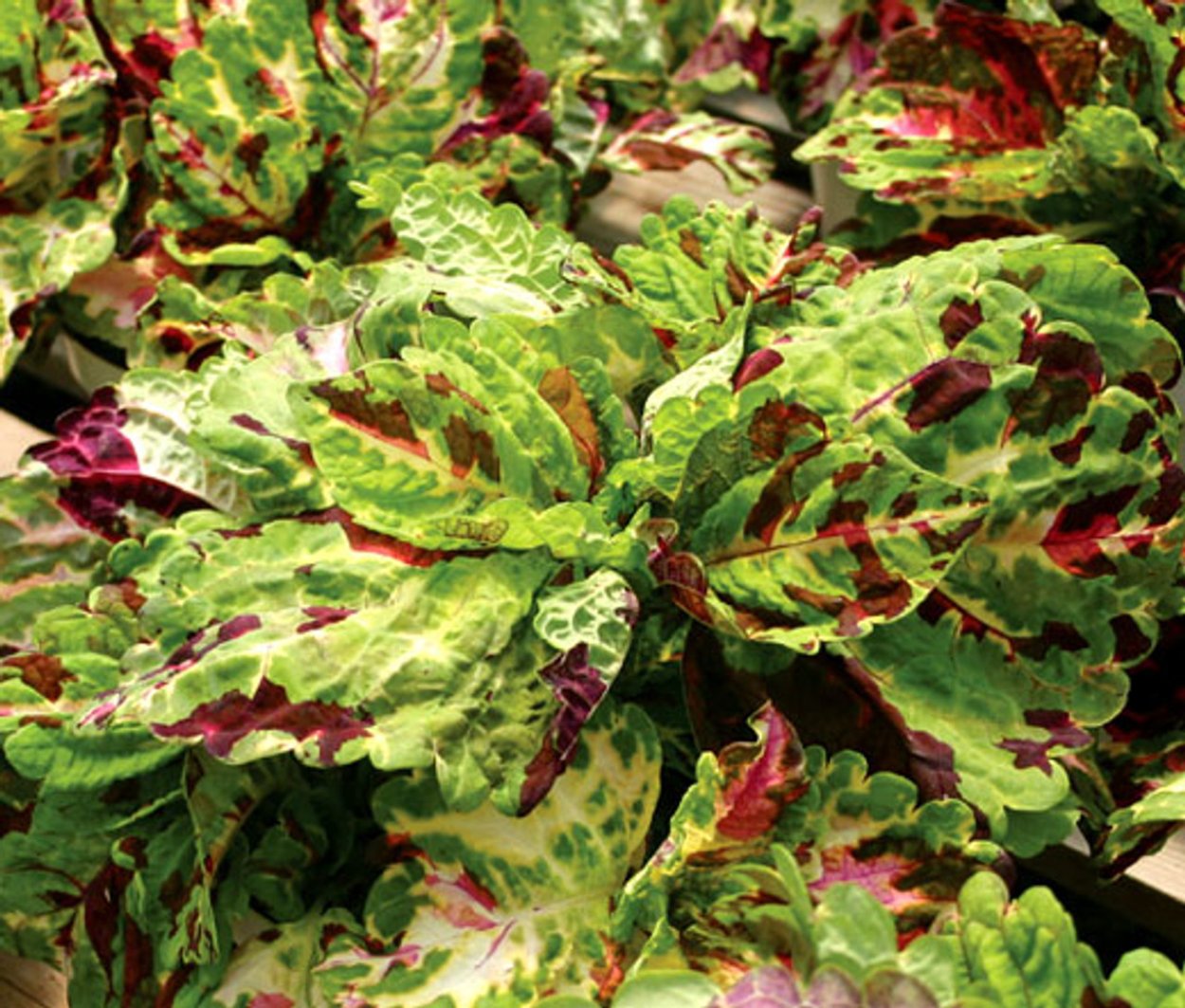 Колеус Burning Bush