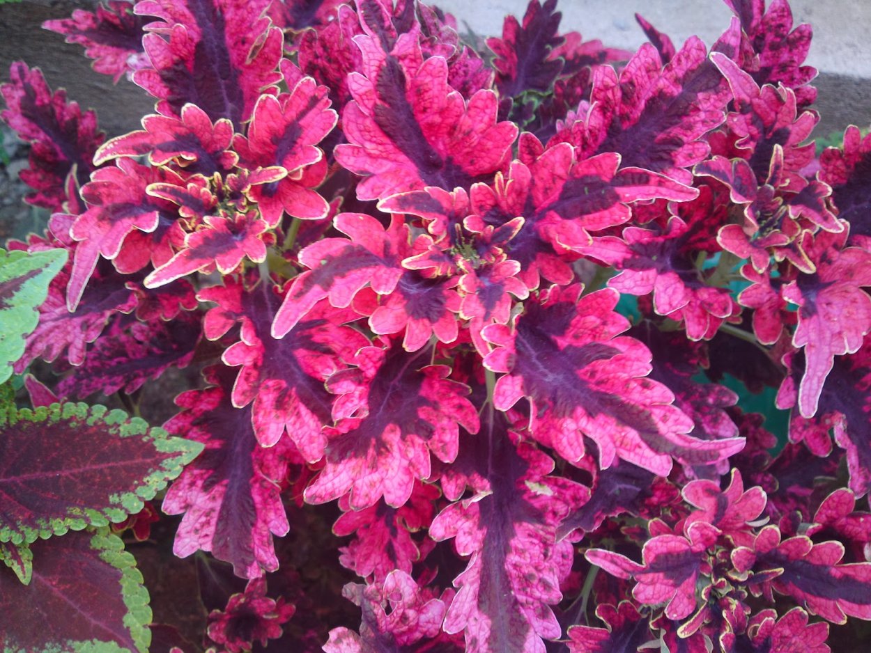 Колеус Визард мозаик