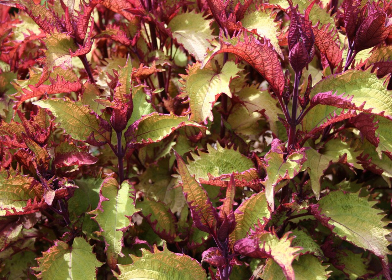 Колеус Bastinda