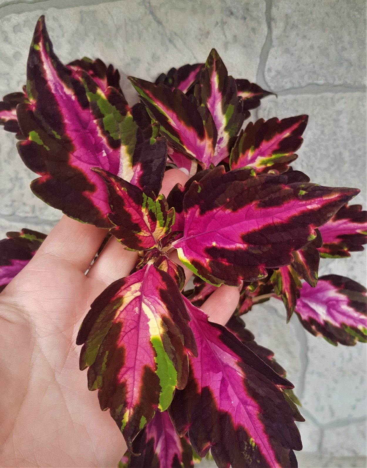 Колеус Catrine