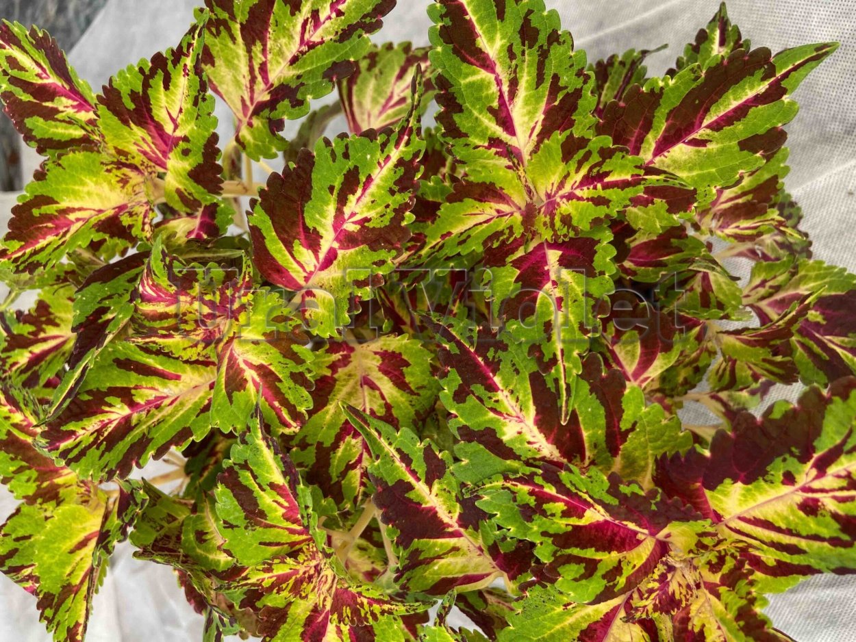 Колеус крокодил