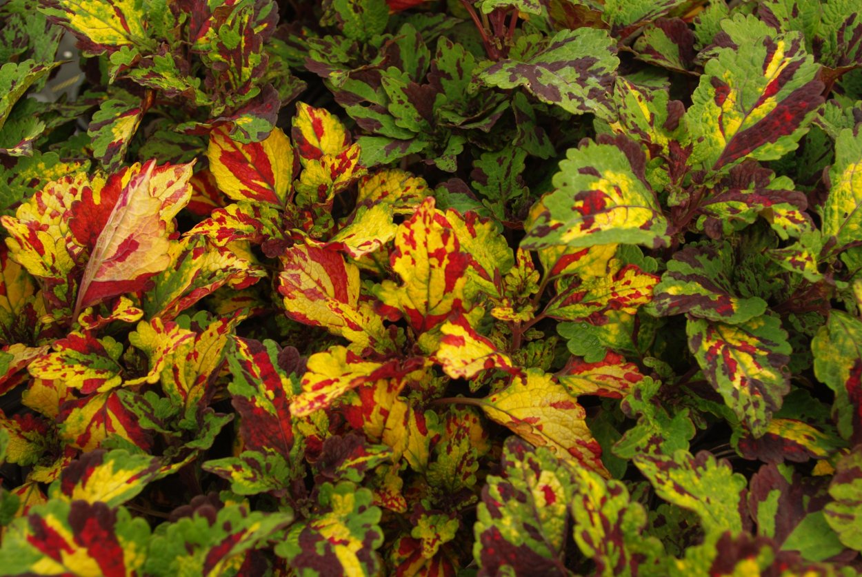 Колеус big Chief