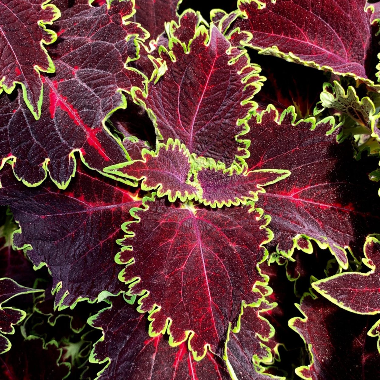 Колеус Green Chartreuse