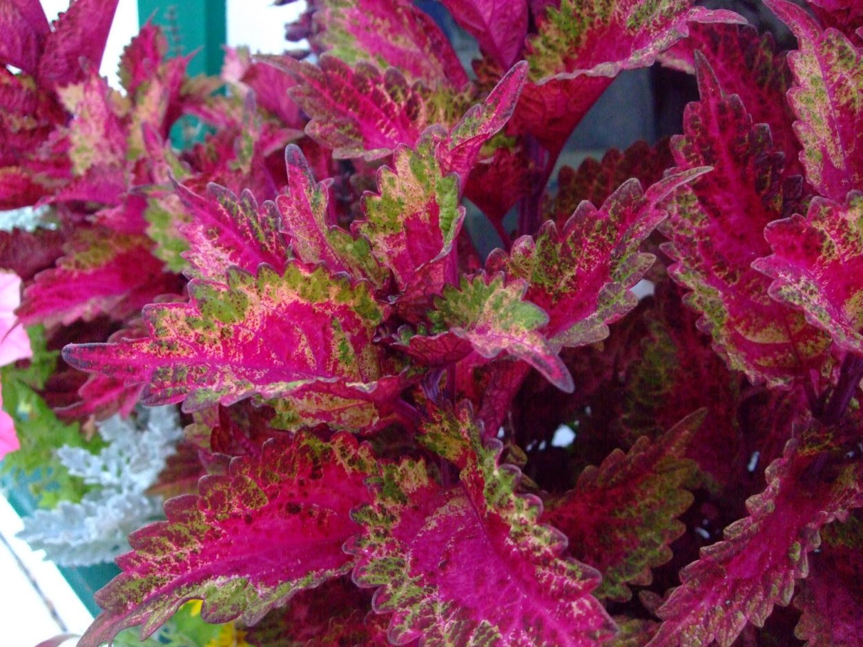 Колеус Coleus Juliet Quartermain