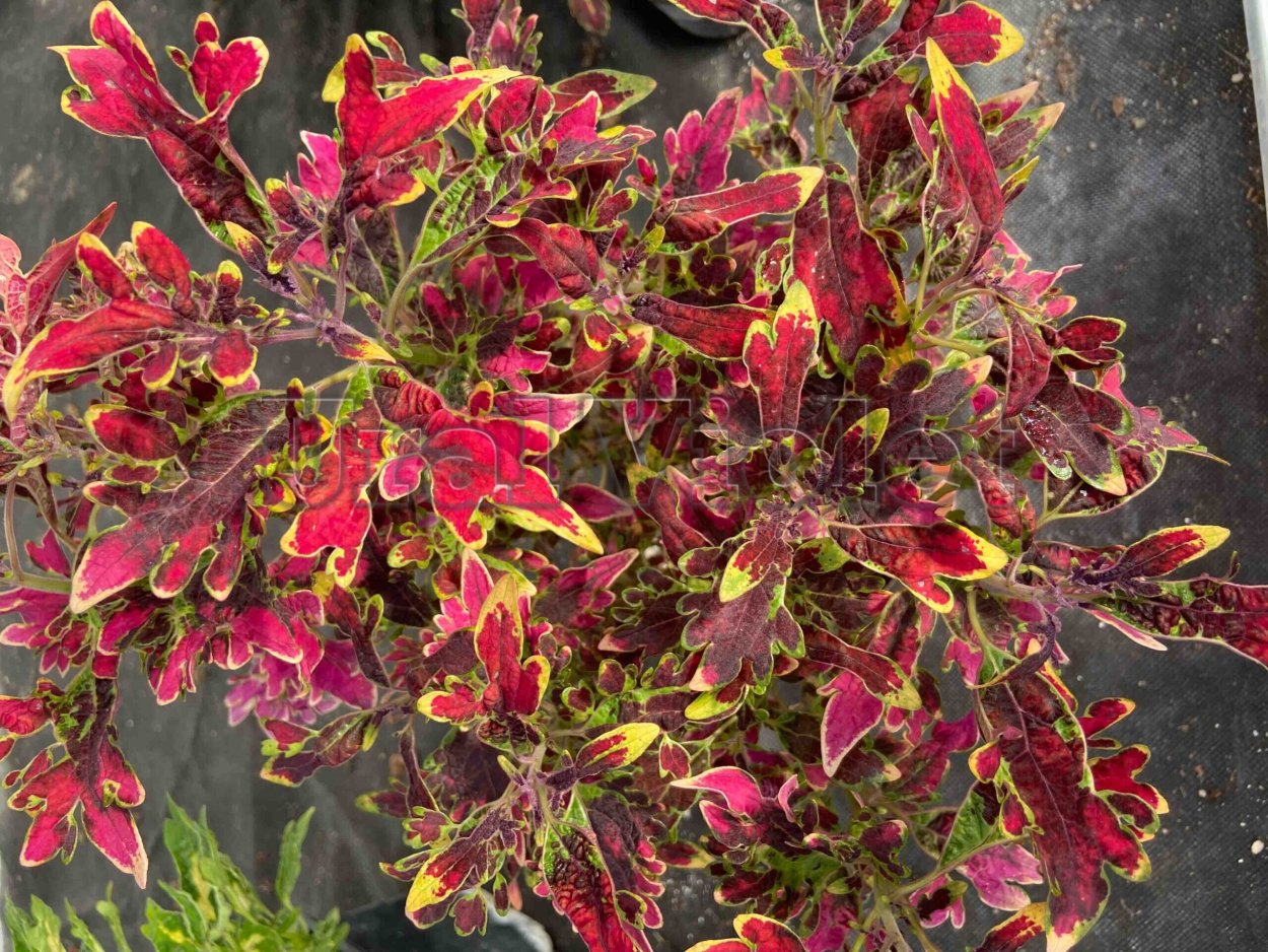 Колеус Coleus Juliet Quartermain