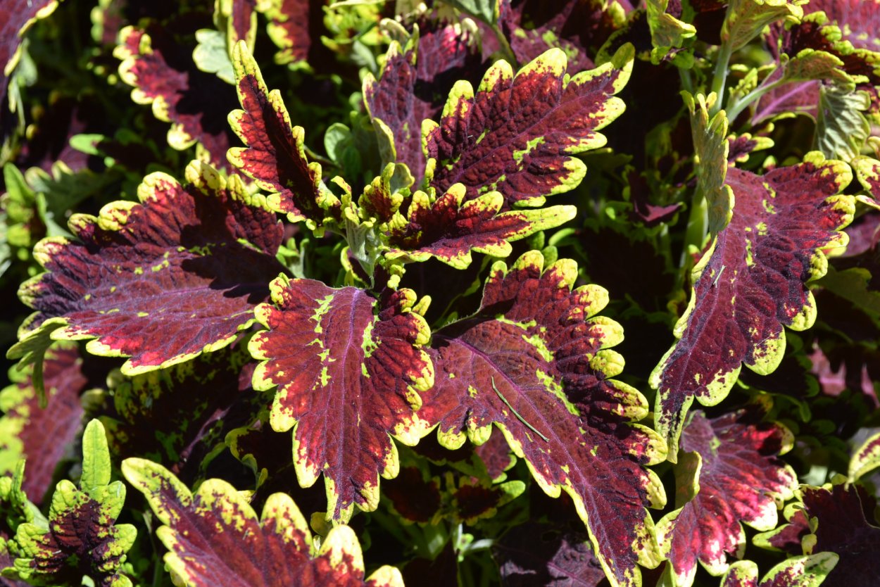 Колеус Ренельта Coleus rehneltianus