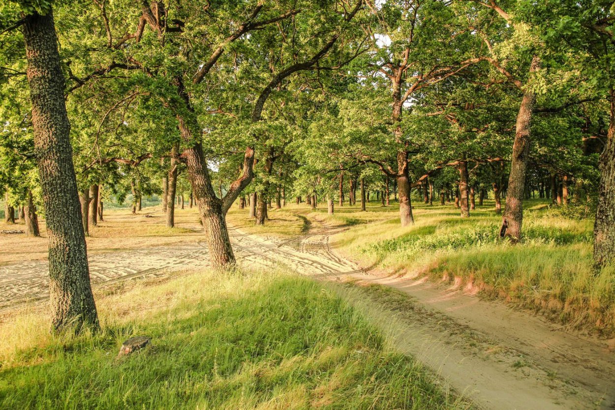 Дубрава дерево