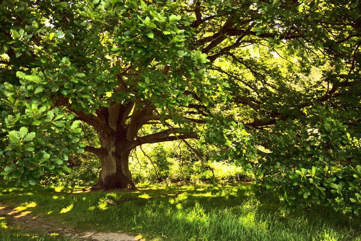 Дубравы и Рощи