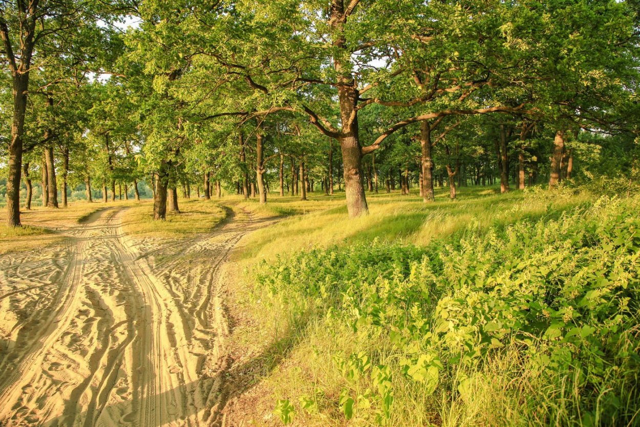 Александровский лес дуб столетний