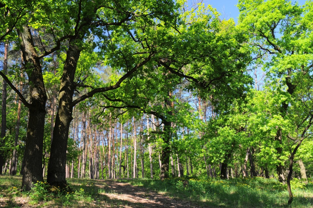 Дубовая роща осень
