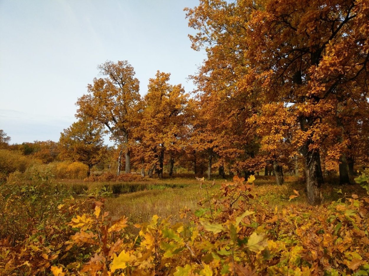 Йошкар Ола осень