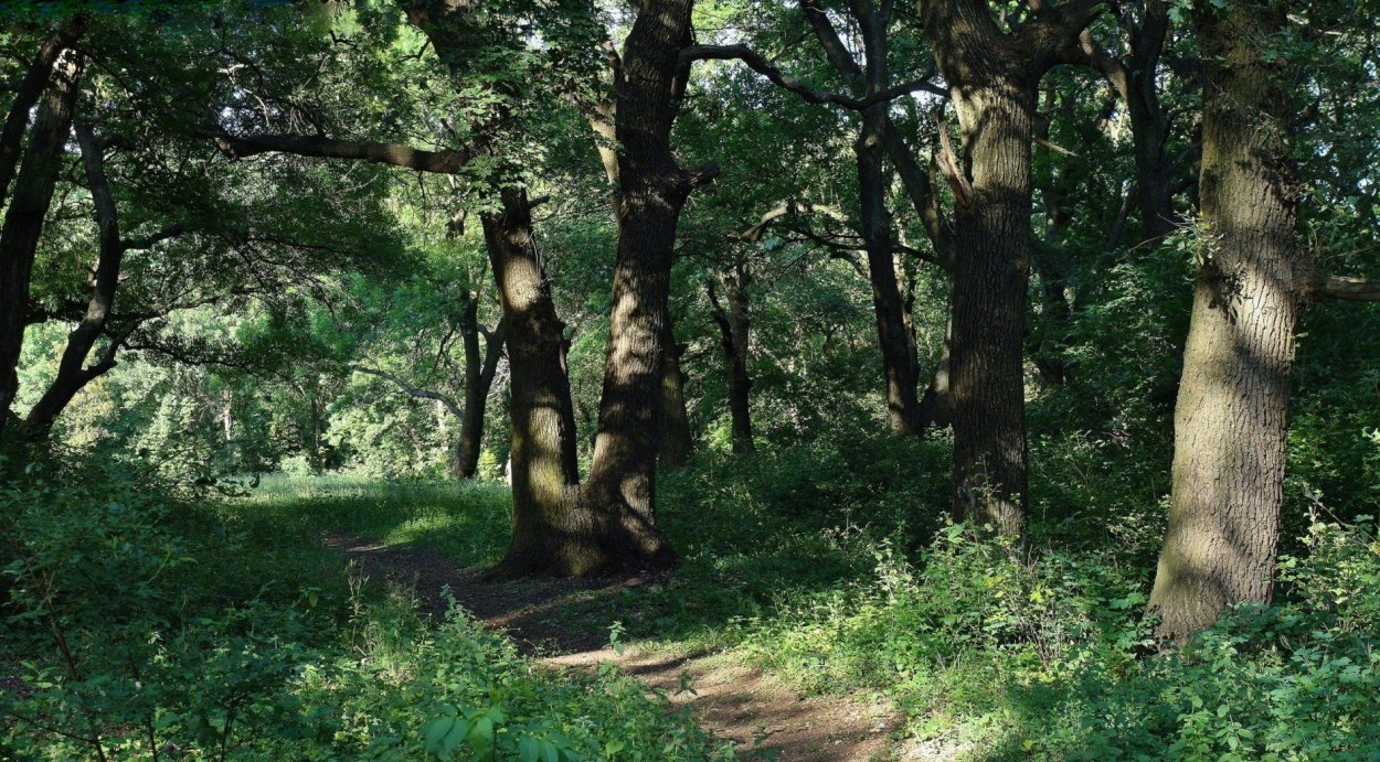 Дубовая роща Йошкар-Ола