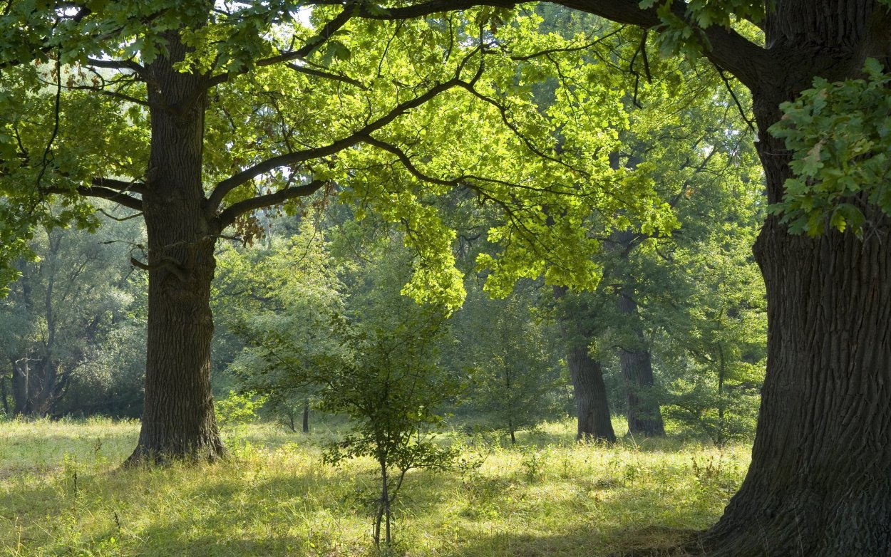 Дубовая роща Дагестан
