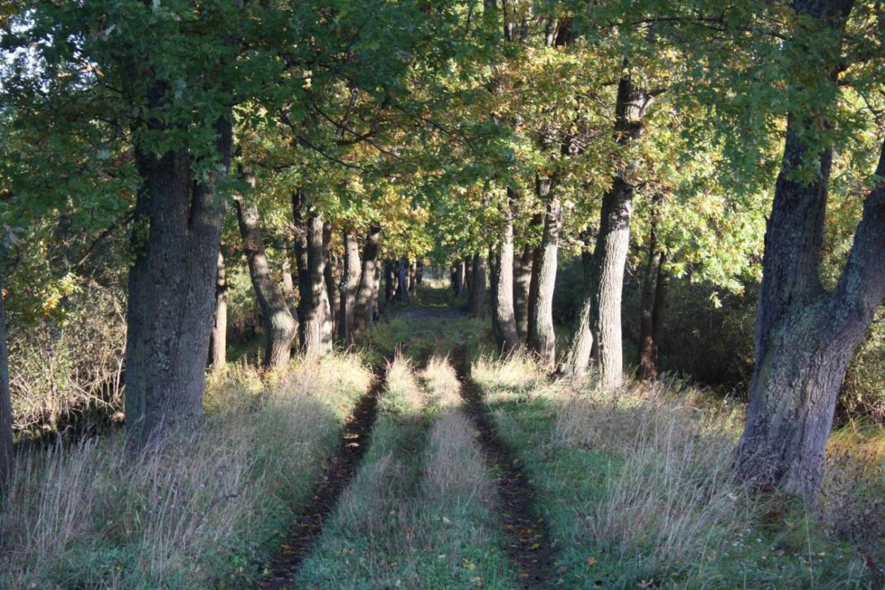 Черешчатыйду дубовая роща