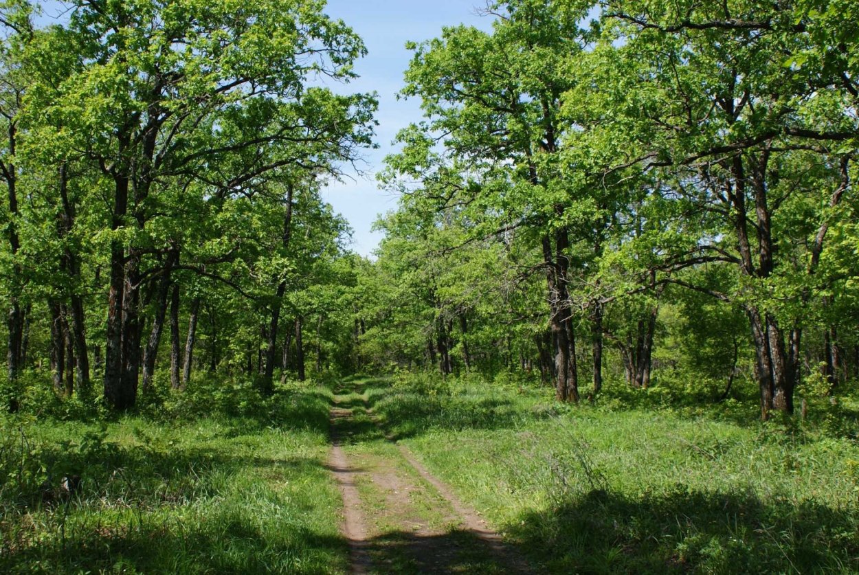 Парк дубовая роща Останкино