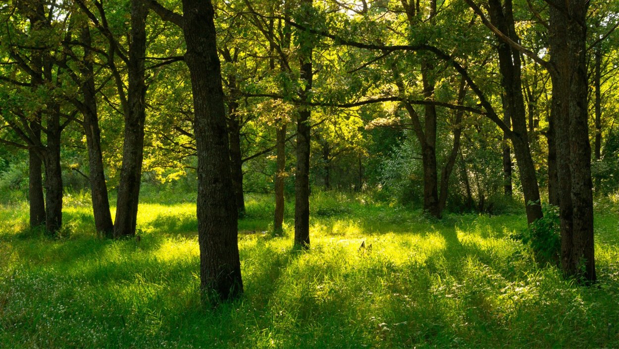 Дубовая роща Городовиковск