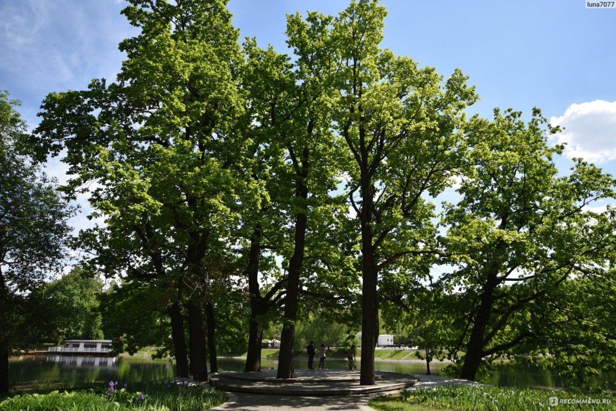 Дубовая роща Дубки