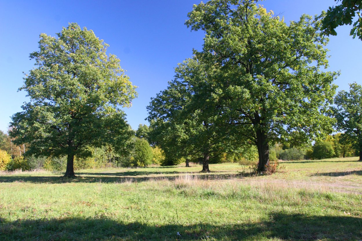 Дубовая роща Коломенское