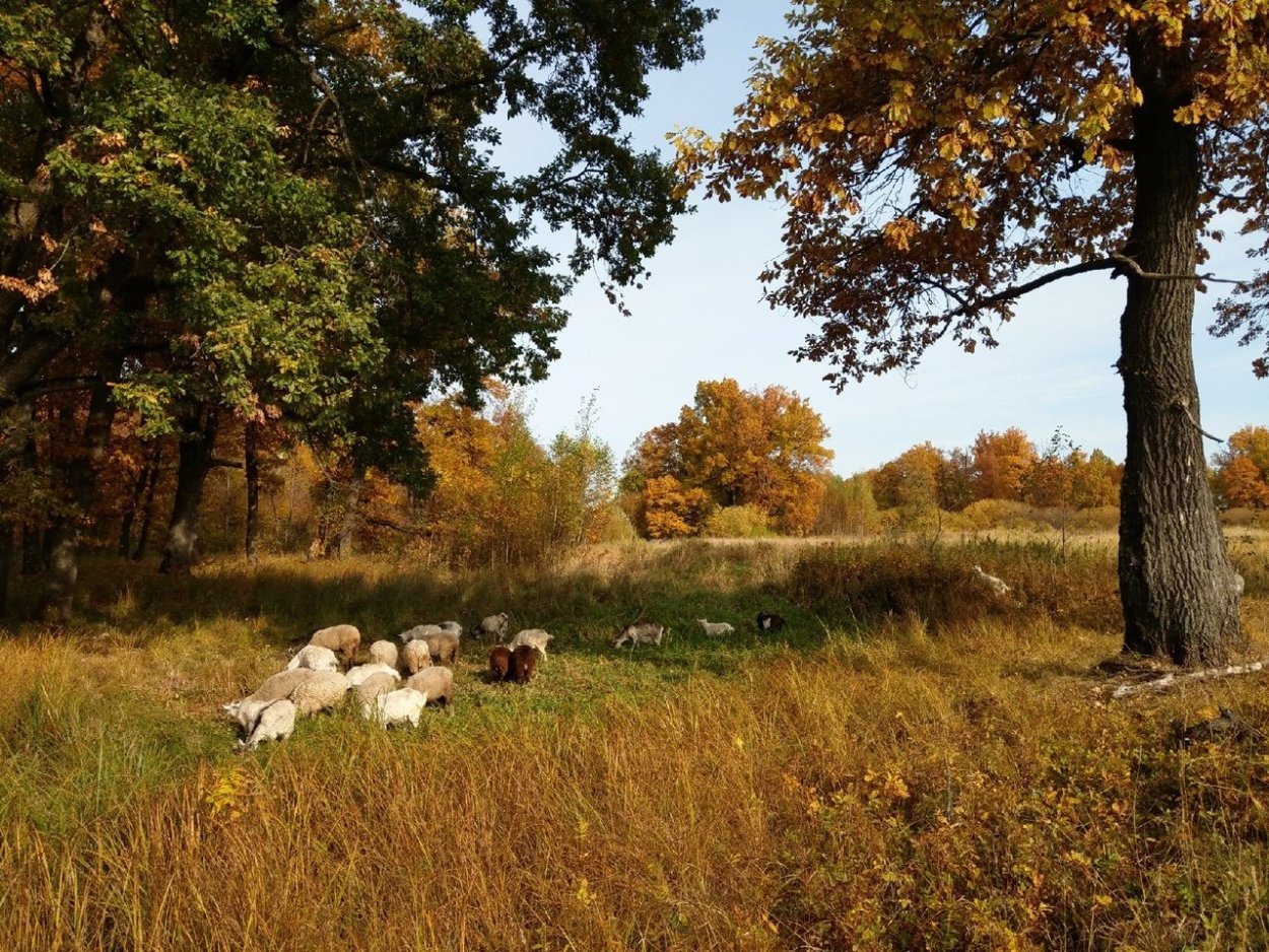 Запорожье дубовая роща