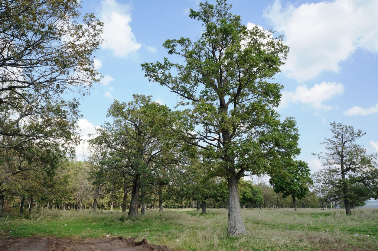 Дубовая роща Дубки Таганрог