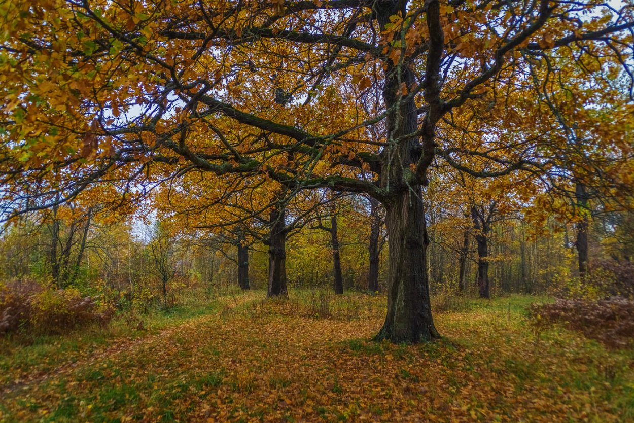 Желнино дубовая роща