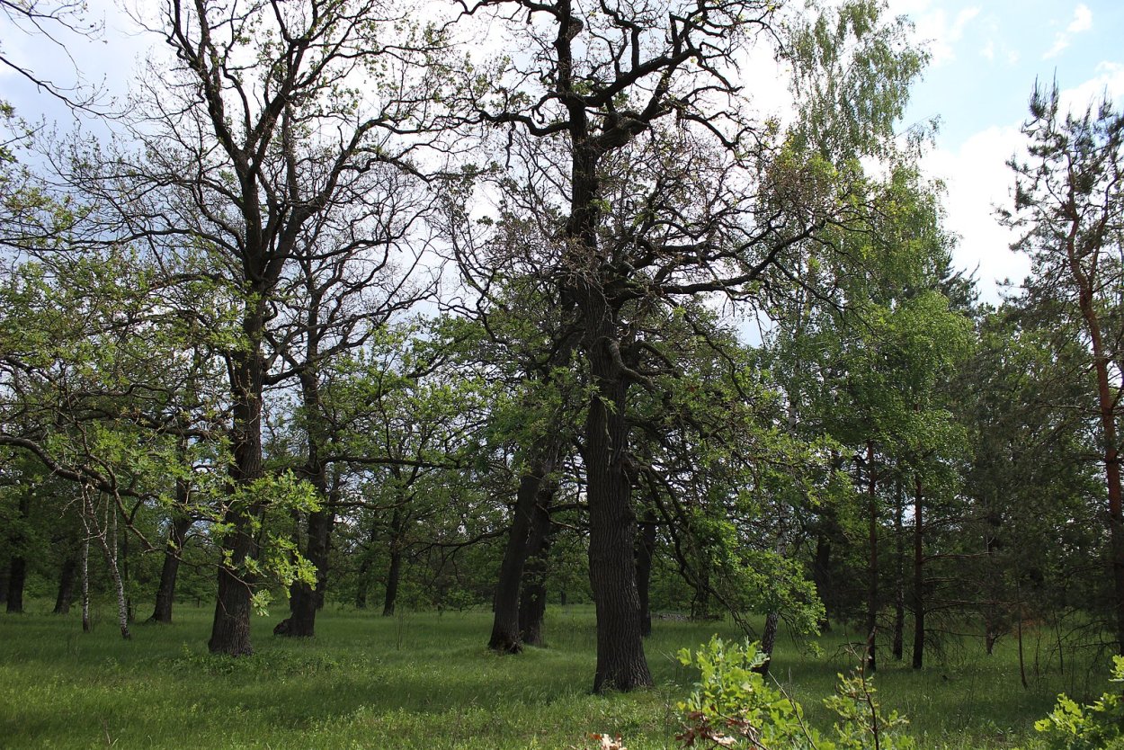 Дубрава лес