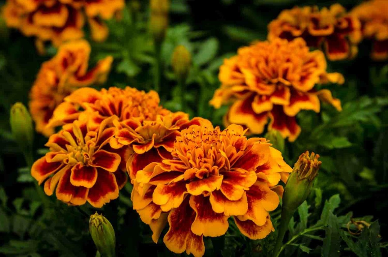 Бархатцы Tagetes patula