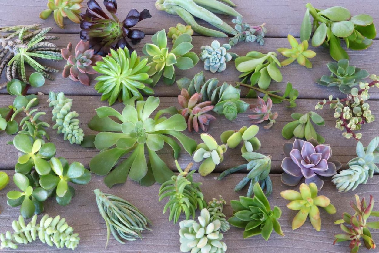 Молодило (Sempervivum)