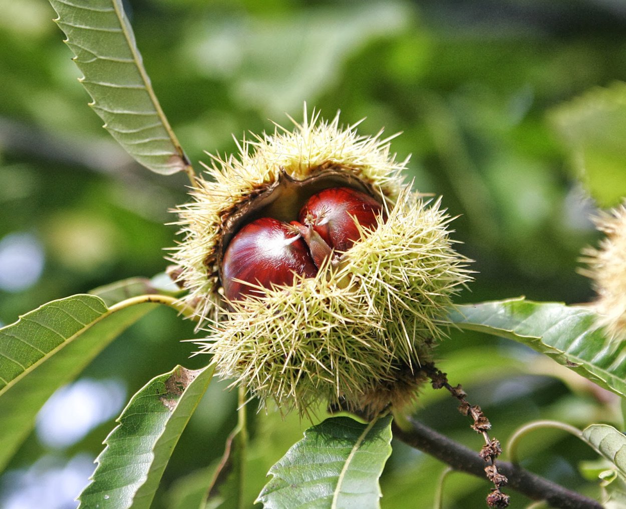 Castanea Sativa дерево