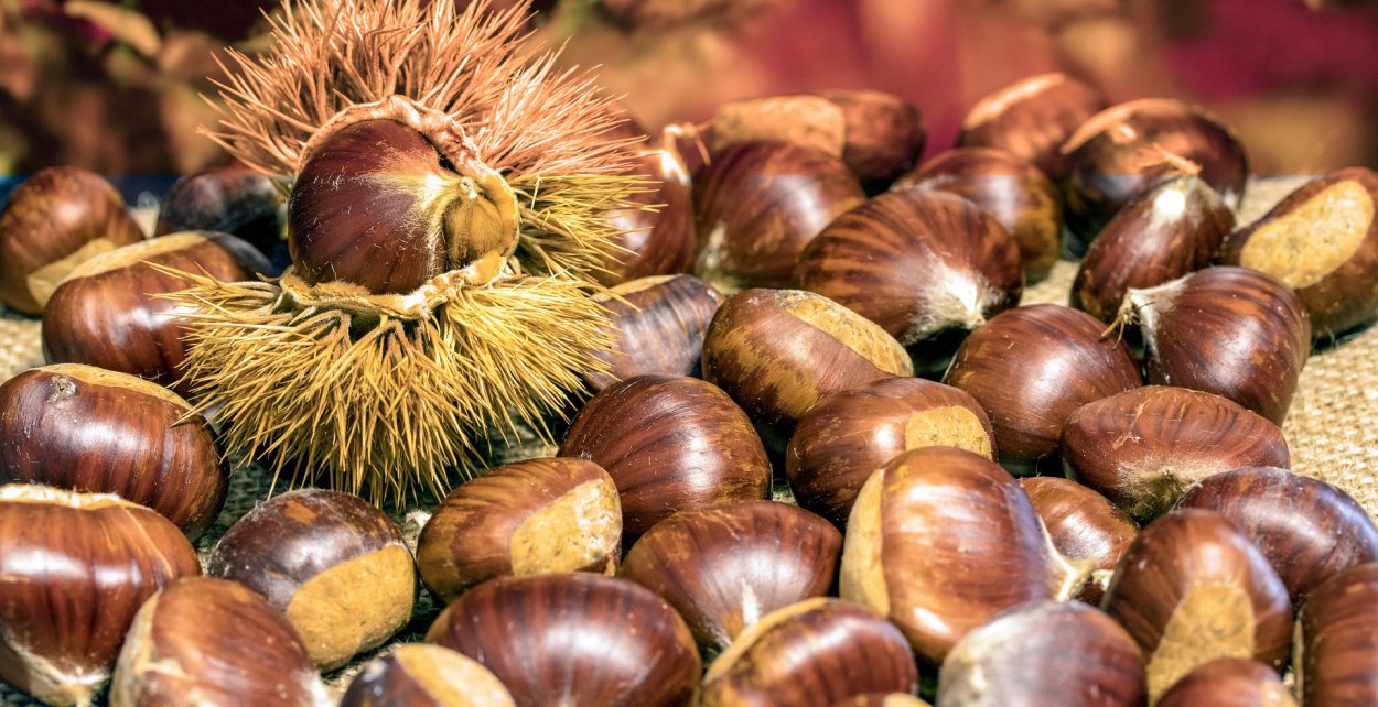 Кастанья растение