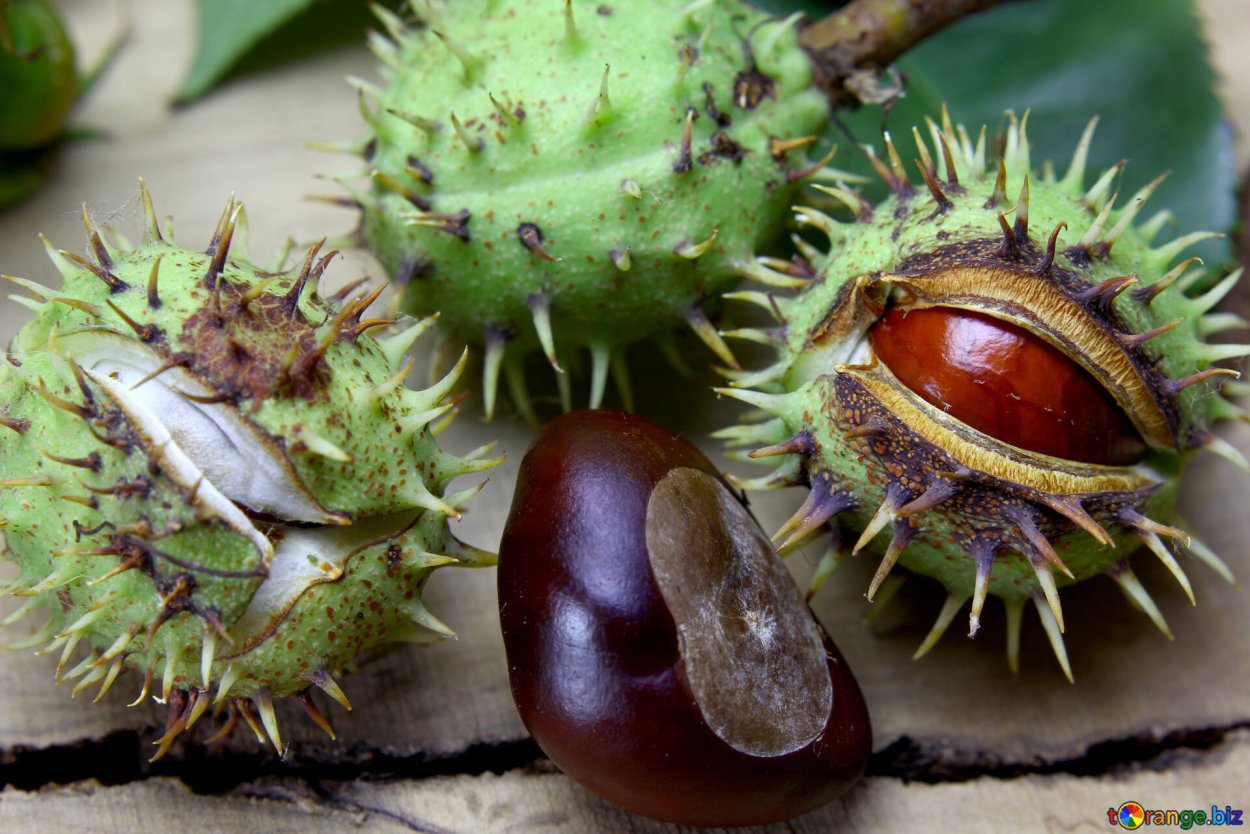 Продолговатые плоды каштана