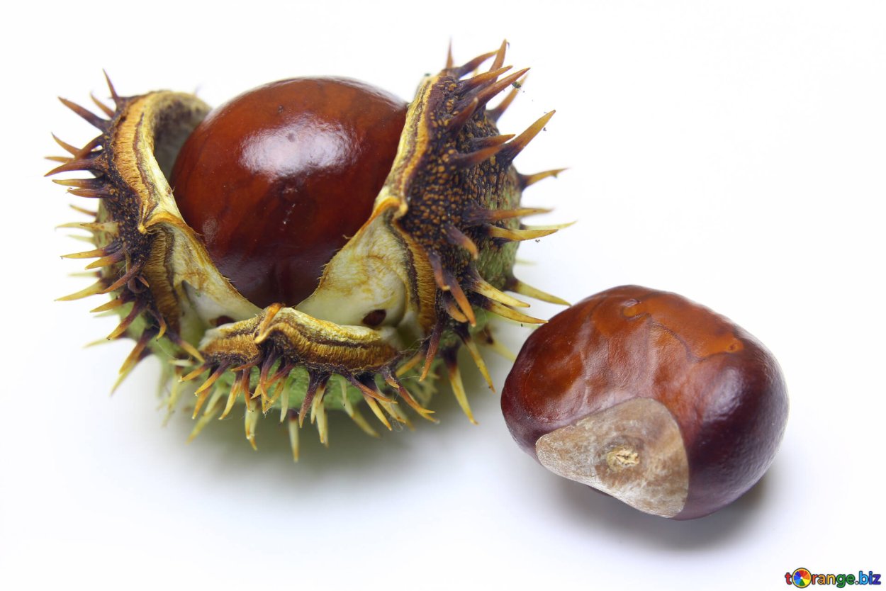 Конский каштан photobank