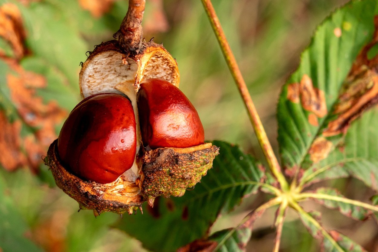 Каштан конский плоды