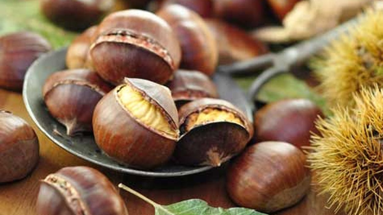 Карликовый каштан съедобный