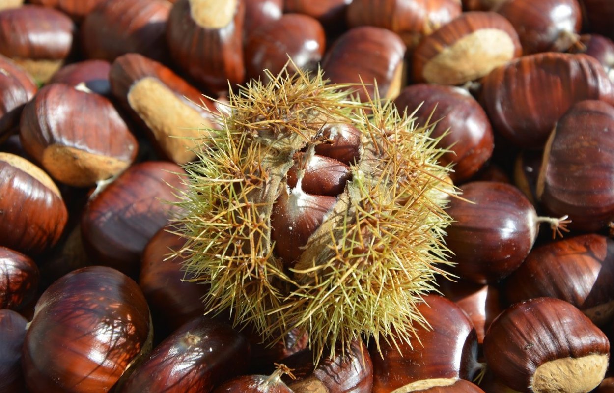 Каштан посевной съедобный