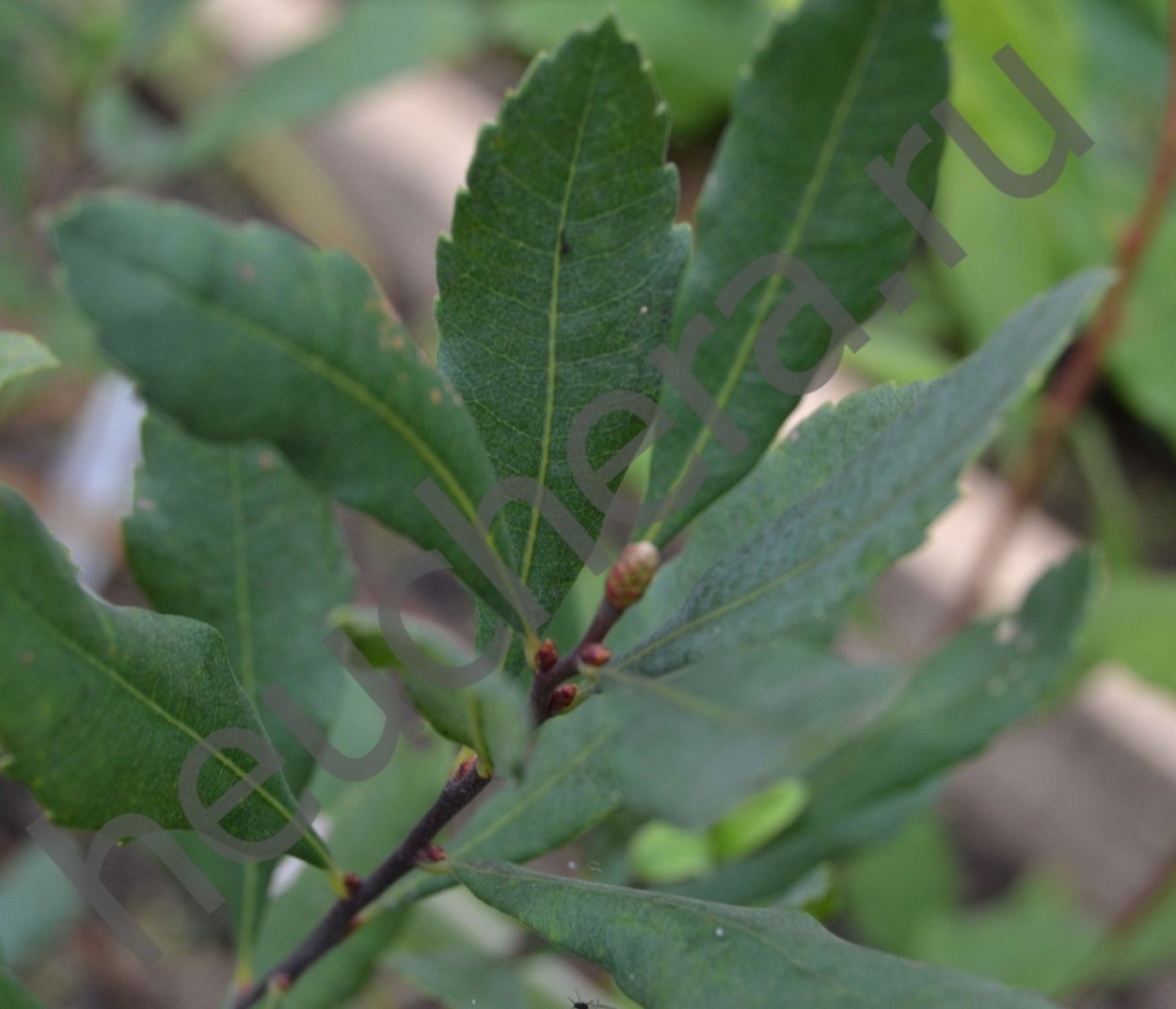Восковница (Myrica)