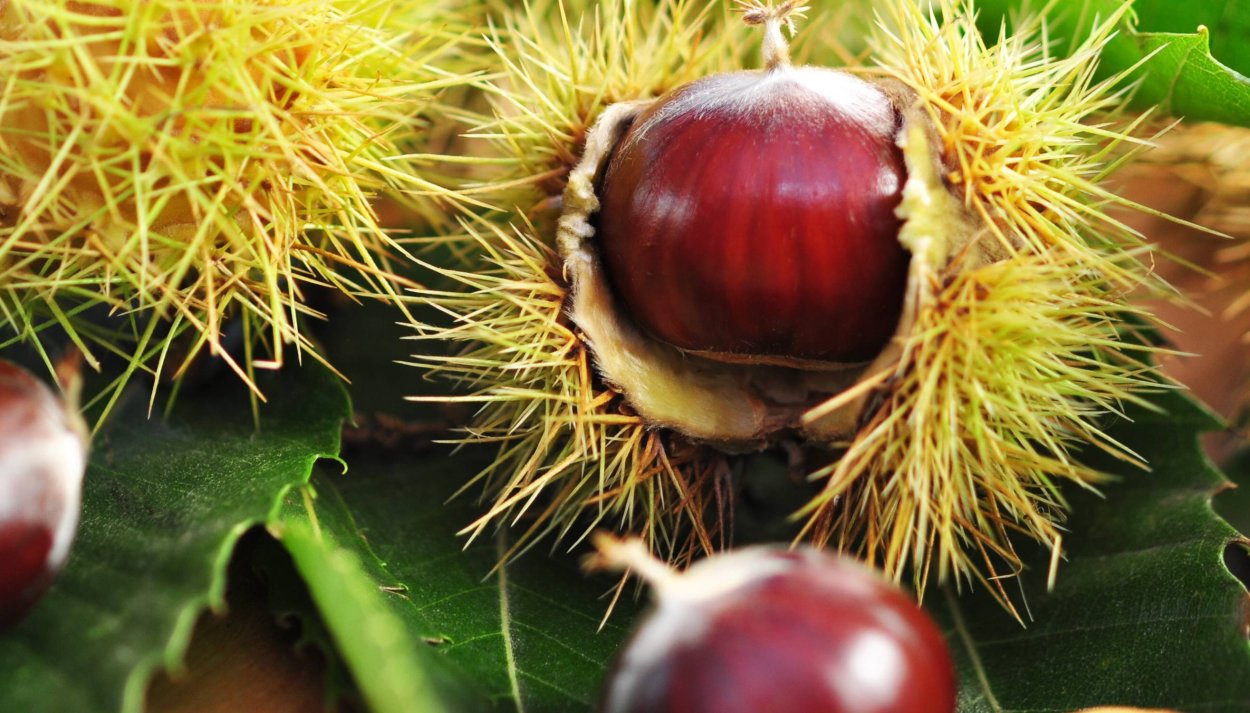 Каштан несъедобный