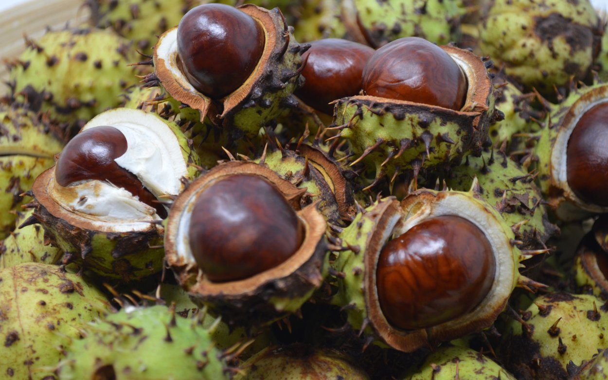 Конский каштан обыкновенный семена