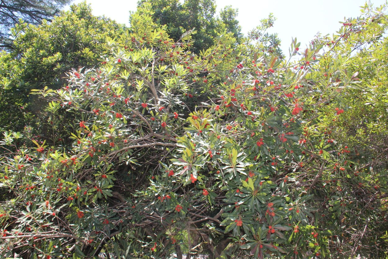 Восковница Myrica pensylvanica