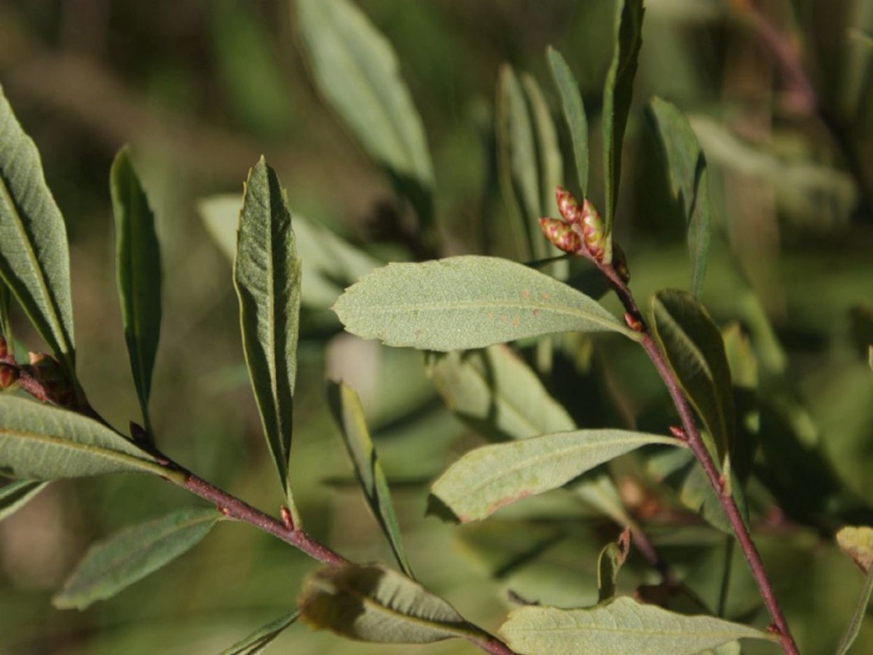 Восковница восконосная Myrica Cerifera