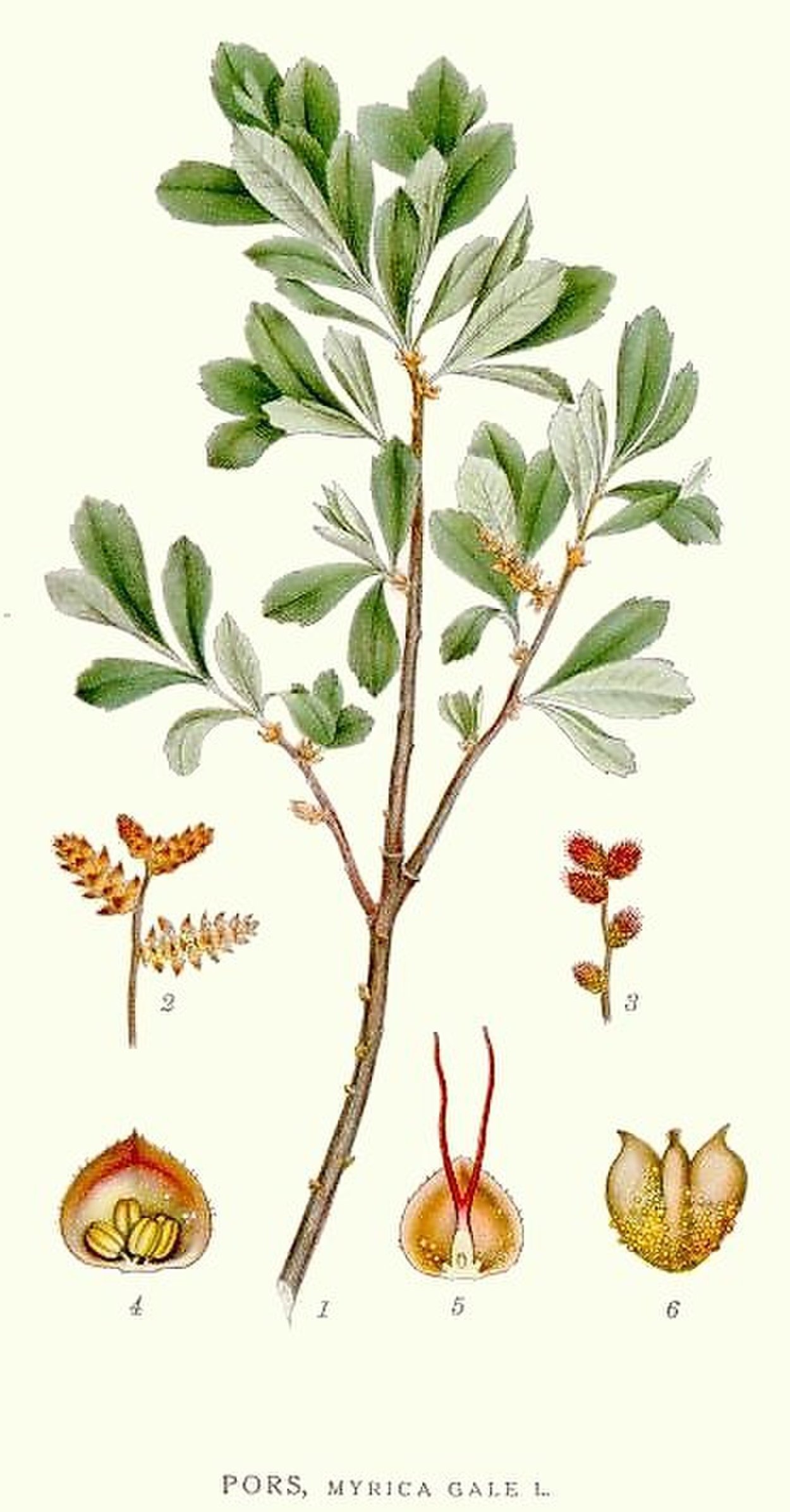 Восковница Myrica rubra