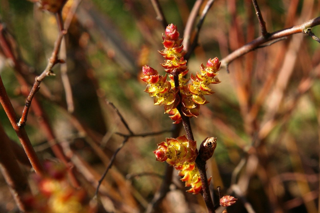 Myrica pensylvanica Мирт пенсильванский (восковница пенсильванская)