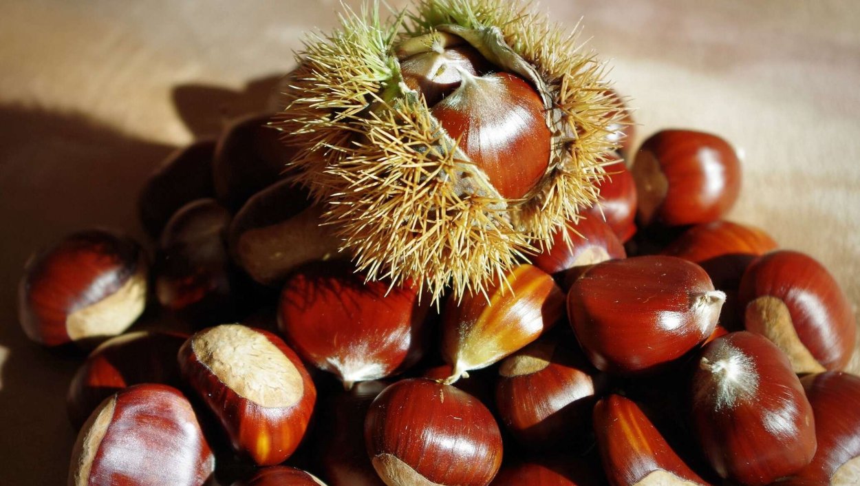 Плоды каштана съедобного