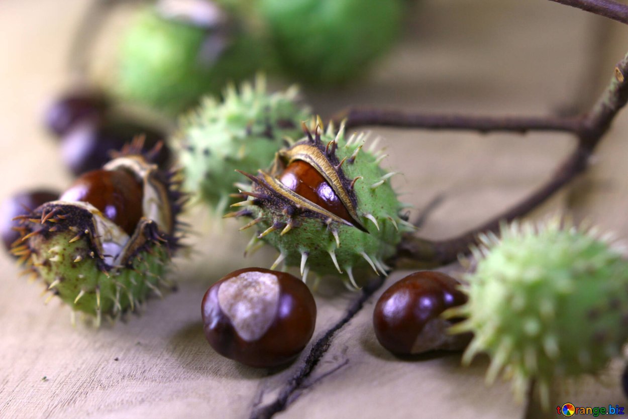 Композиция с плодами каштана