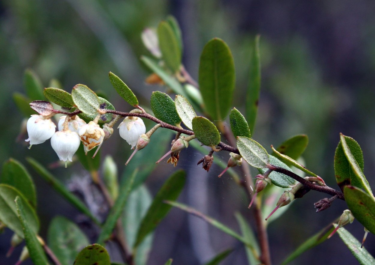 Восковница Myrica rubra
