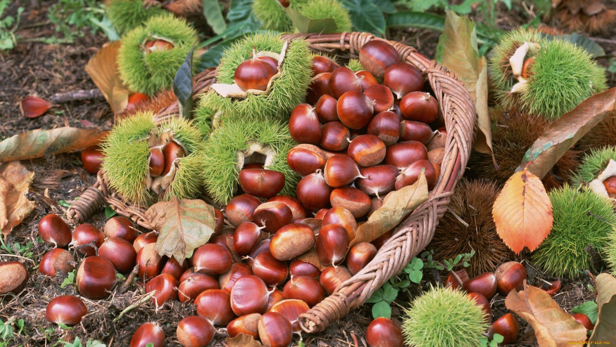 Орехи из леса