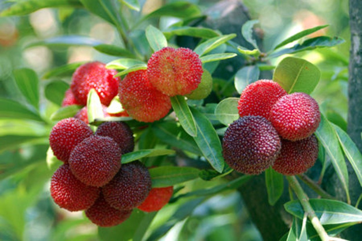 Восковница красная