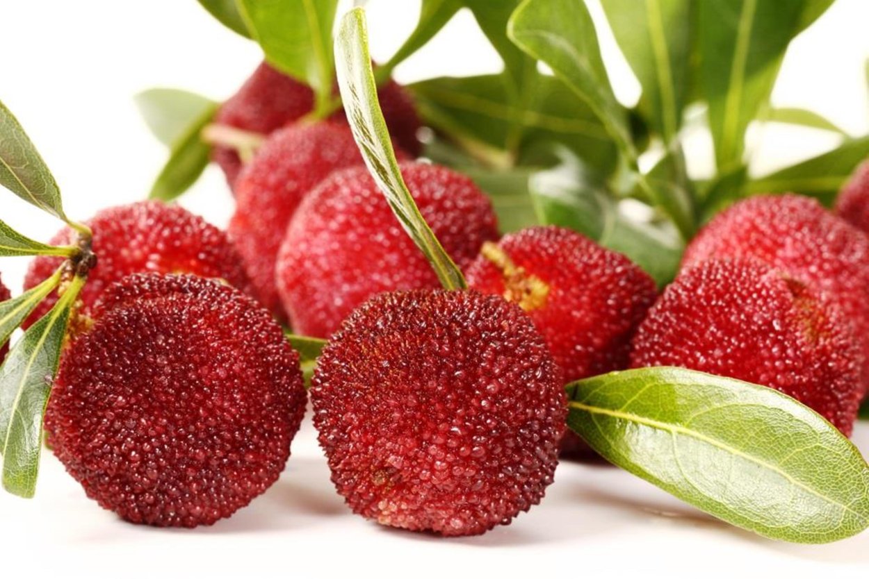 Кудрания Земляничное дерево