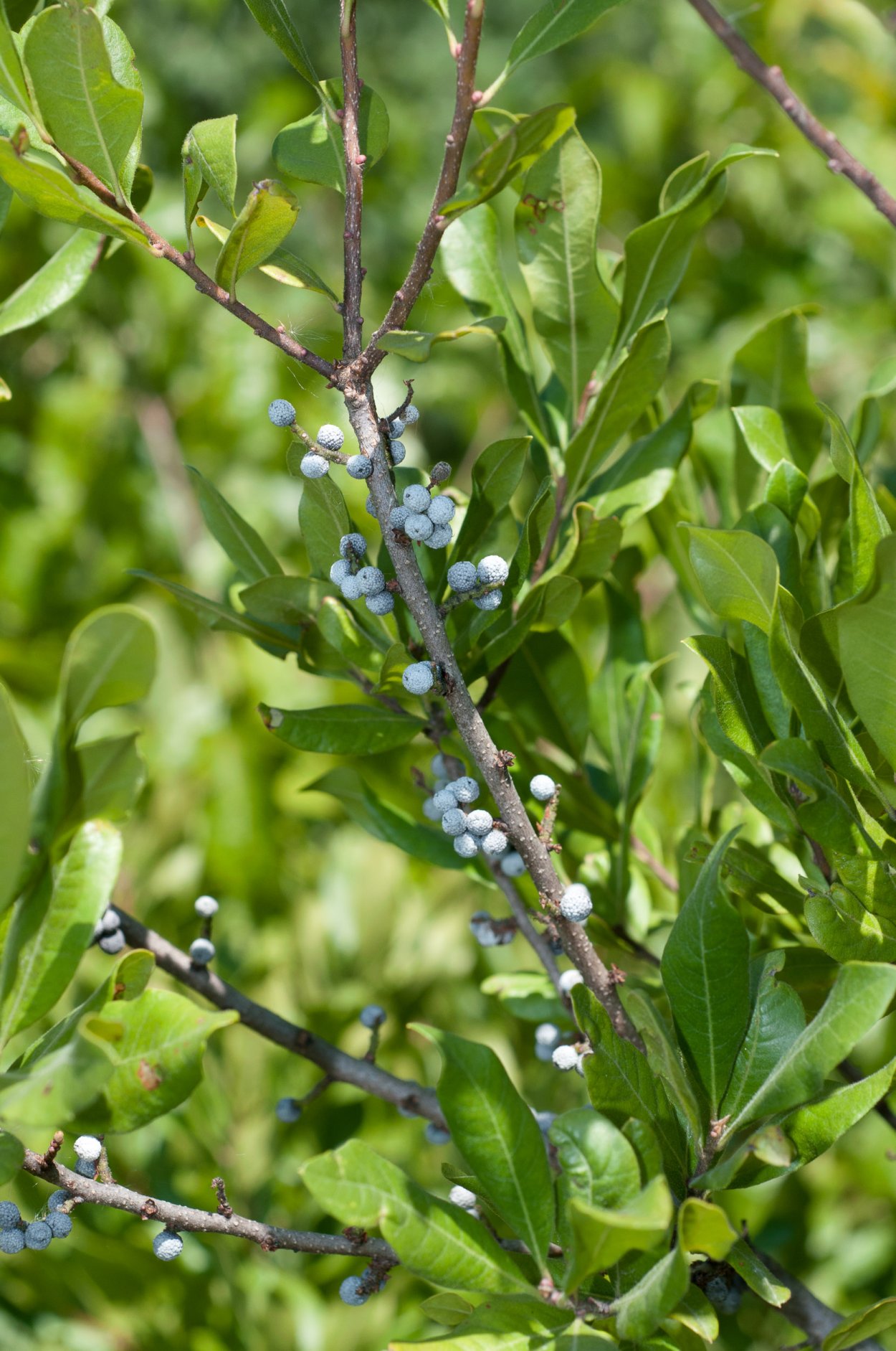 Мирика пенсильванская