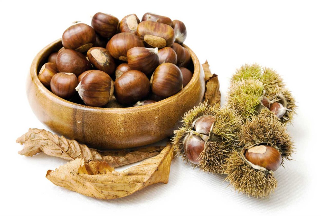 Конский каштан и съедобный каштан